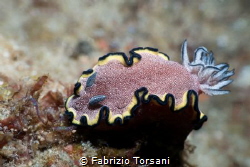 A nice nudibranch by Fabrizio Torsani 